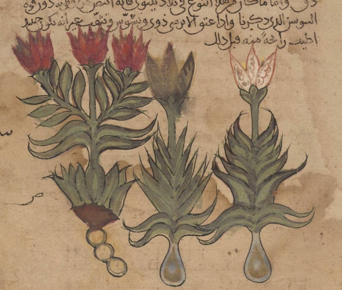 مخطوطة في الطبّ لأبن جُلجُل ٣٣٢ هَـ